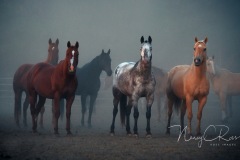 nc_foggy_horse02