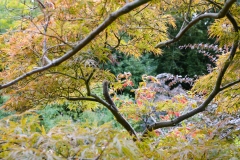 Fall Colors, Monet's Garden France