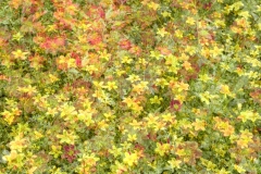 Multiple Exposure Flowers, Monet's Garden France