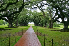 Oak Alley